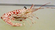 Miniatura para Cinetorhynchus rigens