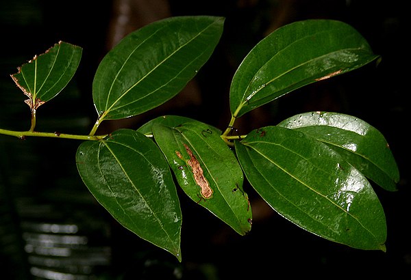 Leaves of Cinnamomum tamala - (malabathrum or tejpat)