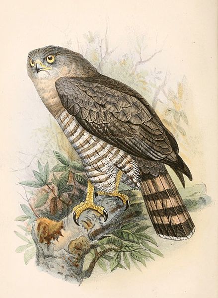 File:Circaetus fasciolatus 1862.jpg