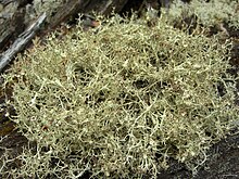 Cladonia amaurocraea 97594.jpg