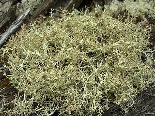 <i>Cladonia amaurocraea</i> Species of lichen