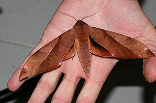 <i>Clanis undulosa</i> Species of moth