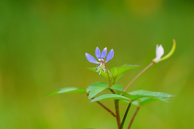 File:Cleome rutidosperma 05853.jpg