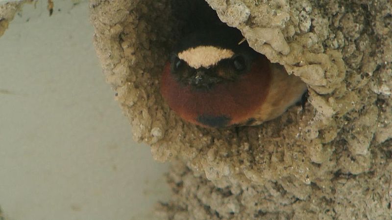 File:Cliff Swallow (8427478851).jpg