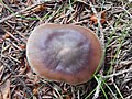 Clitocybe butyracea