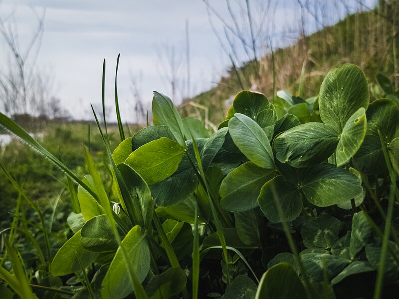 File:Close-up of clover leaves, sky in the background (51143964591).jpg