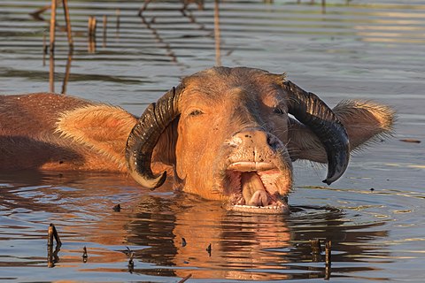 Close-up photograph of the head of a water buffalo bathing with open mouth at golden hour in Laos.jpg