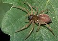 Clubiona pallidula, female