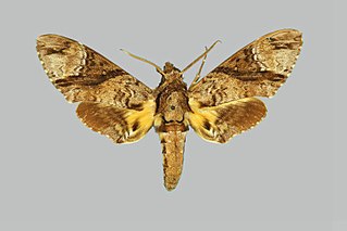 <i>Coelonia brevis</i> Species of moth