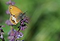 Coenonympha arcania - Pearly Heath butterfly 1.jpg
