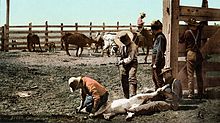 Branding calves in Colorado, c. 1900. Photochrom print Colorado - Branding Calves c. 1900.jpg