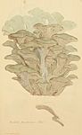 Coloured Figures of English Fungi or Mushrooms - t. 87.jpg
