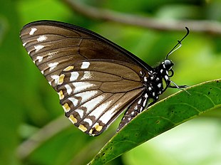 Common Mime Papilio clytia Form clytia autorstwa kadavoor.jpg