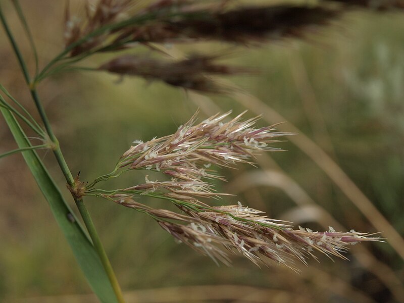 File:Common reed, Phragmites australis (16261658885).jpg