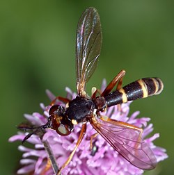 Conops quadrifasciatus