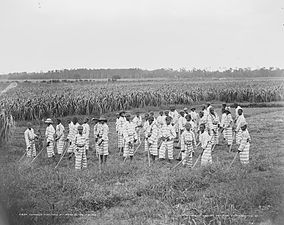 Child "convicts" at work in the fields (1903)