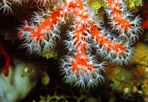 Карал врагов. Восьмилучевые коралловые полипы. Коралловые полипы альционарии. Corallium rubrum. Коралловые полипы красный коралл.