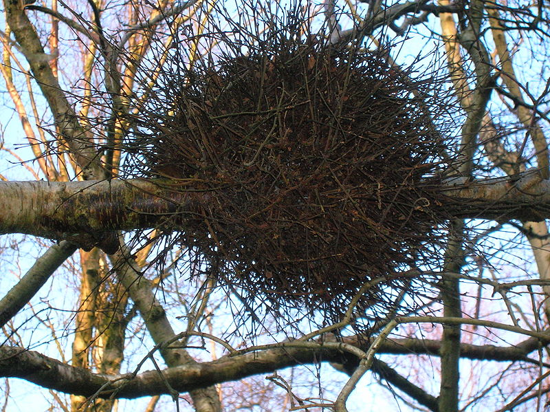 File:Corsehillmuir witch's broom.JPG