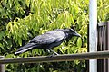 * Nomination An unidentified crow perching on a railing near a park in Kyoto, Japan. --Grendelkhan 07:07, 16 June 2018 (UTC) * Promotion You'll have to identify that crow and fix the tilt --Poco a poco 11:30, 16 June 2018 (UTC)  Done Identified, rotated, and requested a rename. Grendelkhan 17:43, 16 June 2018 (UTC)  Support Thanks, QI now --Poco a poco 19:23, 17 June 2018 (UTC)