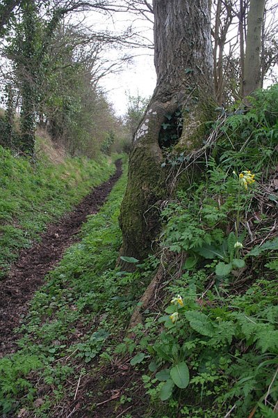 File:Cowslip by the Bridleway to Chaceley - geograph.org.uk - 749562.jpg