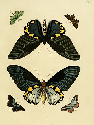 Original figure in Uitlandsche Kapellen Cramer&Stoll-uitlandsche kapellen vol. 1- plate 010.jpg