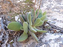 Crassula cotyledonis.jpg