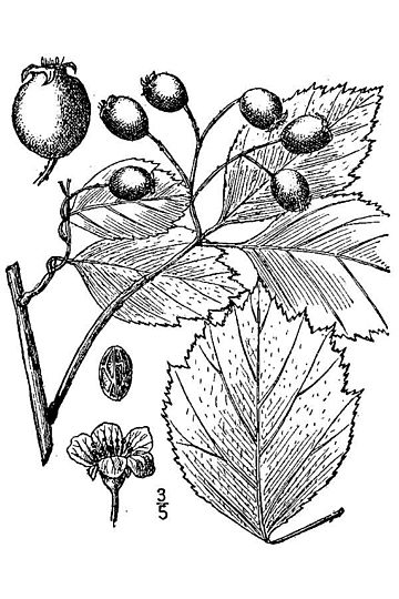 Crataegus douglasii