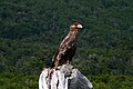 Immature; Isla Navarino, Chile