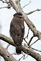 * Nomination Crested serpent eagle (Spilornis cheela melanotis), Mudumalai, TN, India --Tagooty 04:13, 2 November 2022 (UTC) * Promotion  Support Good quality. --Rjcastillo 04:23, 2 November 2022 (UTC)