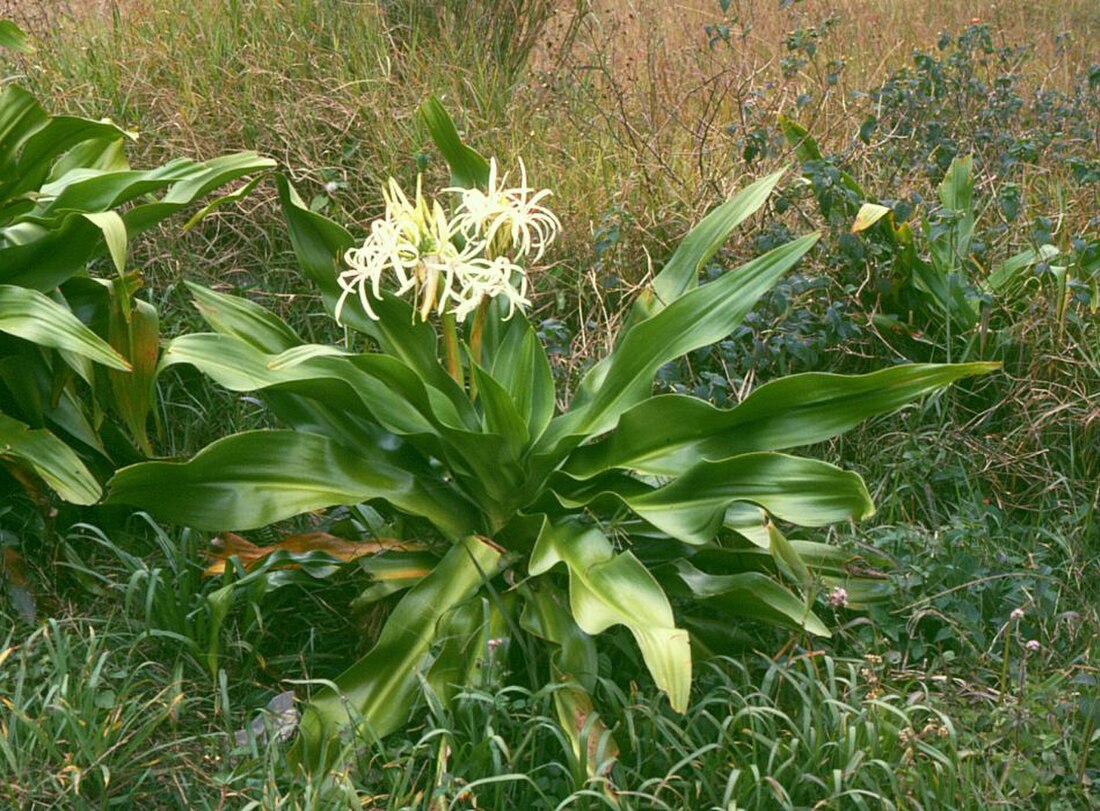 Crinum asiaticum