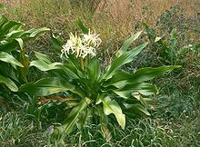 Crinum asiaticum 1.jpg