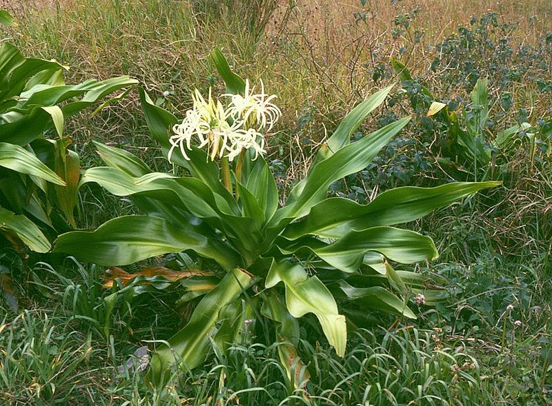 File:Crinum asiaticum 1.jpg