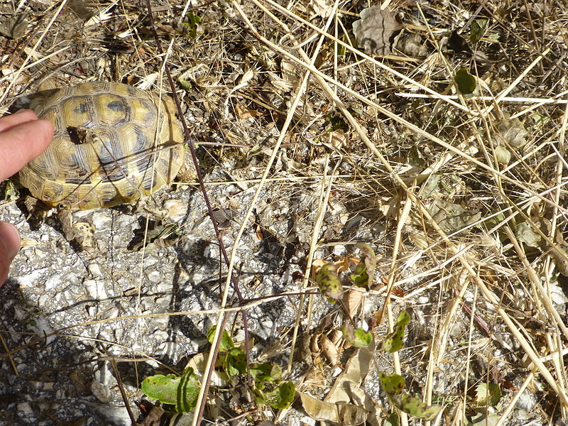 File:Crnovec - tortoise - P1100462.JPG