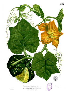 Riesen-Kürbis (Cucurbita maxima), Illustration