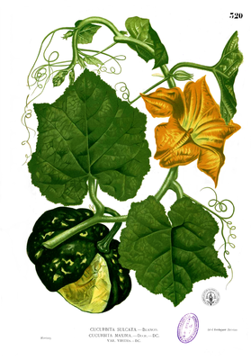 Giant pumpkin (Cucurbita maxima), illustration