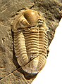 Trilobit Cummingella, Unterkarbon, Belgien