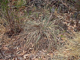 <i>Cyperus conicus</i> Species of plant in Cyperaceae family endemic to Australia