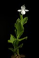 Cypripedium reginae alba color