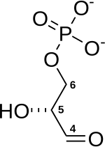 D-glyceraldehyde-3-fosfaat.svg