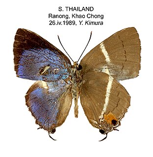 <i>Dacalana sinhara</i> Species of butterfly