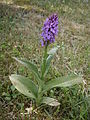 Dactylorrhiza majalis seedling flowering