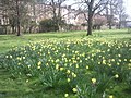 Daffodils in Margravine Cemetery - geograph.org.uk - 2396268.jpg
