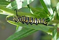 * Nomination Monarch buttterfly, caterpillar. -- Alvesgaspar 18:03, 22 August 2012 (UTC) * Decline OOF; only the legs are in focus. --Jkadavoor 09:54, 23 August 2012 (UTC)