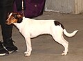 Danish-Swedish Farm Dog, brown tricolor