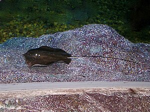 Giant freshwater stingray