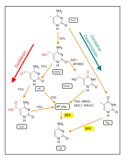 TET enzymes