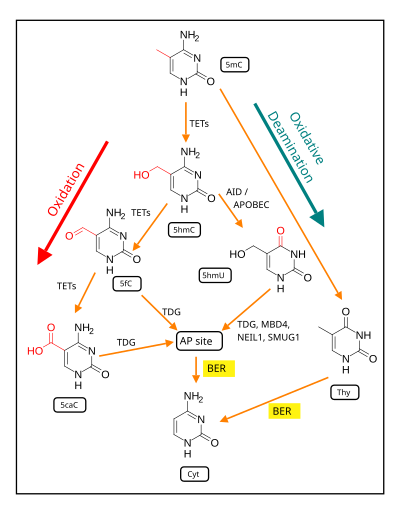 Demethylation of 5-Methylcytosine (5mC) in neuron DNA. As reviewed in 2018, in brain neurons, 5mC is oxidized by the ten-eleven translocation (TET) family of dioxygenases (TET1, TET2, TET3) to generate 5-hydroxymethylcytosine (5hmC). In successive steps TET enzymes further hydroxylate 5hmC to generate 5-formylcytosine (5fC) and 5-carboxylcytosine (5caC). Thymine-DNA glycosylase (TDG) recognizes the intermediate bases 5fC and 5caC and excises the glycosidic bond resulting in an apyrimidinic site (AP site). In an alternative oxidative deamination pathway, 5hmC can be oxidatively deaminated by activity-induced cytidine deaminase/apolipoprotein B mRNA editing complex (AID/APOBEC) deaminases to form 5-hydroxymethyluracil (5hmU) or 5mC can be converted to thymine (Thy). 5hmU can be cleaved by TDG, single-strand-selective monofunctional uracil-DNA glycosylase 1 (SMUG1), Nei-Like DNA Glycosylase 1 (NEIL1), or methyl-CpG binding protein 4 (MBD4). AP sites and T:G mismatches are then repaired by base excision repair (BER) enzymes to yield cytosine (Cyt). Demethylation of 5-methylcytosine.svg