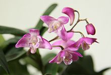 Dendrobium kingianum fichier image.jpg