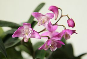 Opis obrazu Plik Dendrobium kingianum picture.jpg.