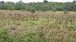 Dereham Rush Meadow